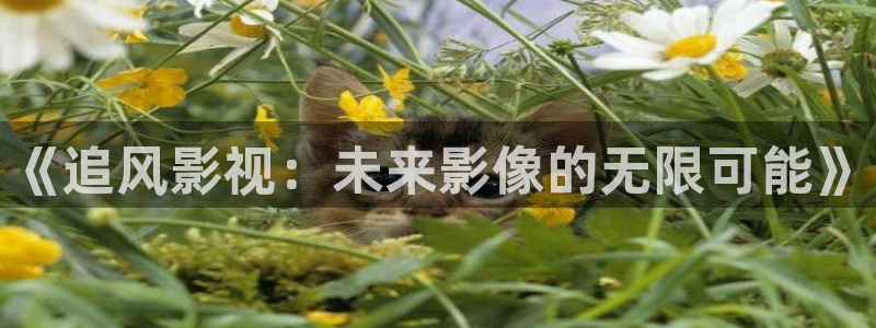 4k影城：《追风影视：未来影像的无限可能》
